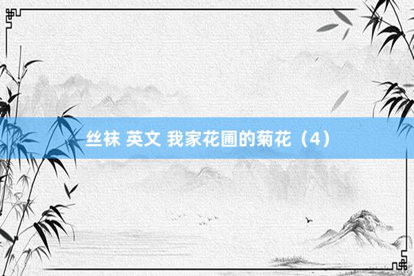 丝袜 英文 我家花圃的菊花（4）
