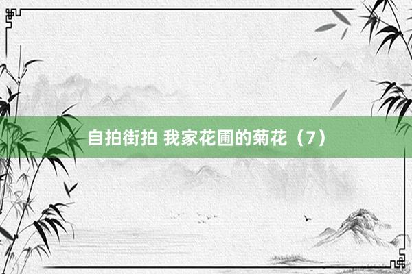 自拍街拍 我家花圃的菊花（7）