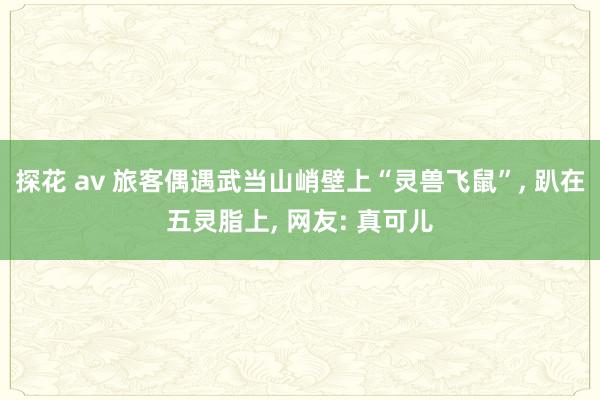 探花 av 旅客偶遇武当山峭壁上“灵兽飞鼠”， 趴在五灵脂上， 网友: 真可儿