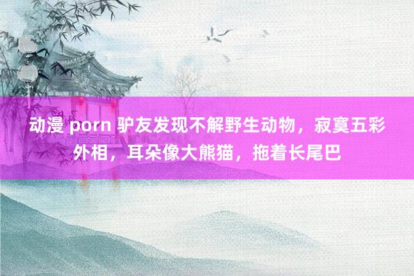 动漫 porn 驴友发现不解野生动物，寂寞五彩外相，耳朵像大熊猫，拖着长尾巴